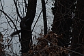 Torino 06_03_2011 - Scoiattolo_10